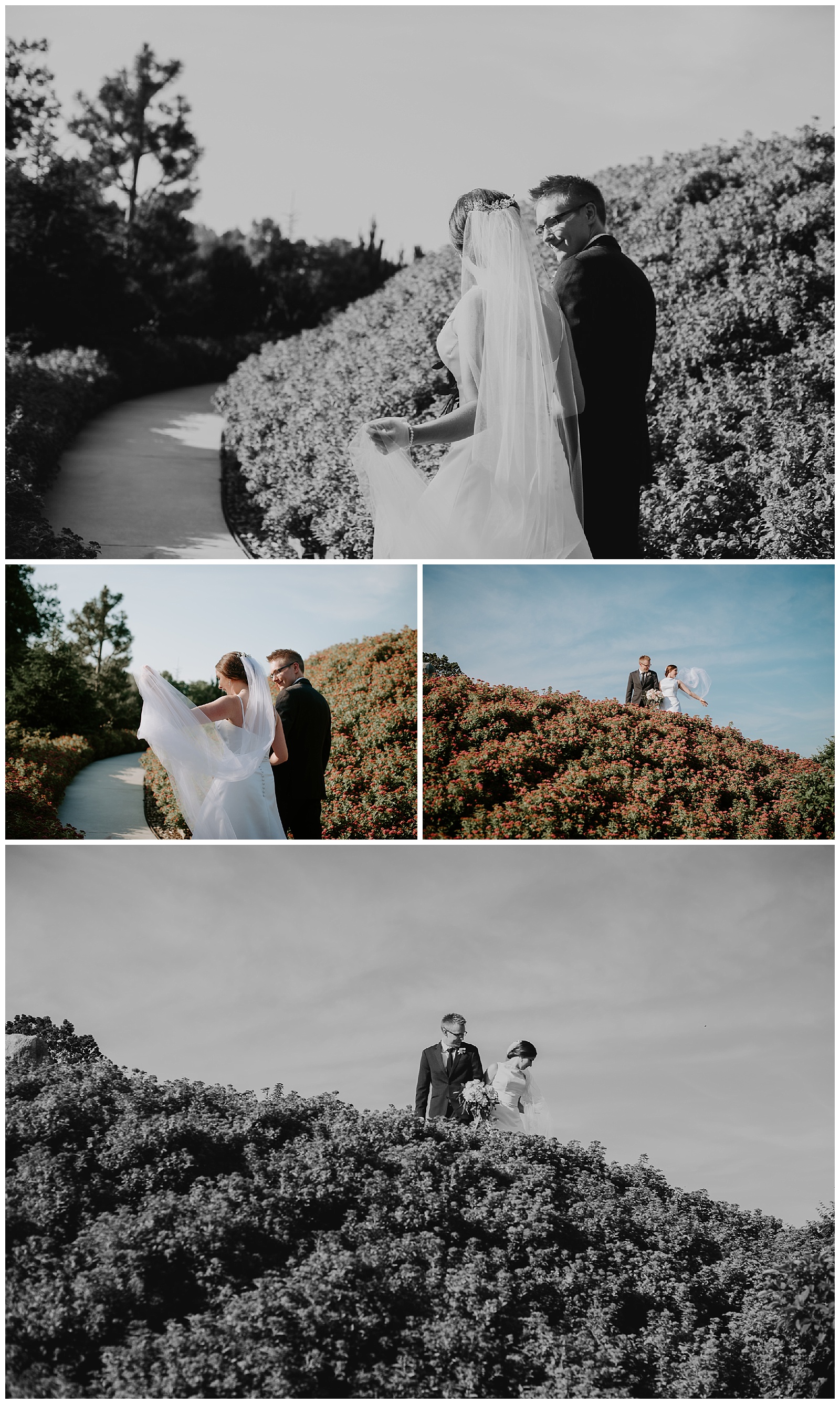 black and white and color photographs of bride and groom walking up hill at meijer gardens